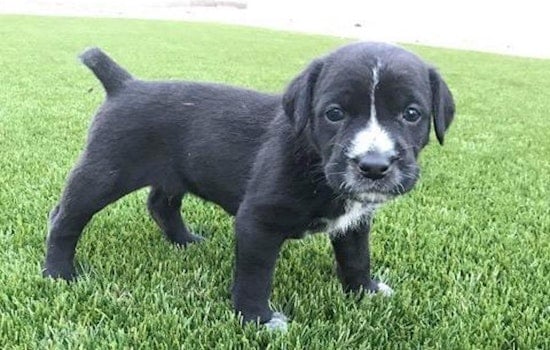 Puppies in Mesa looking for their fur-ever homes
