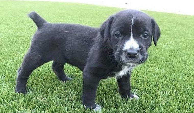 Puppies in Mesa looking for their fur-ever homes