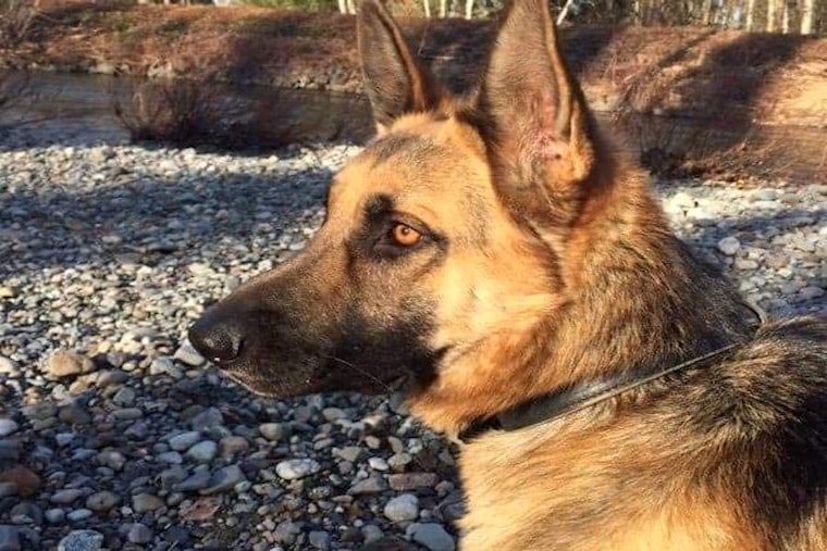 Dogs in Seattle looking for their fur-ever homes
