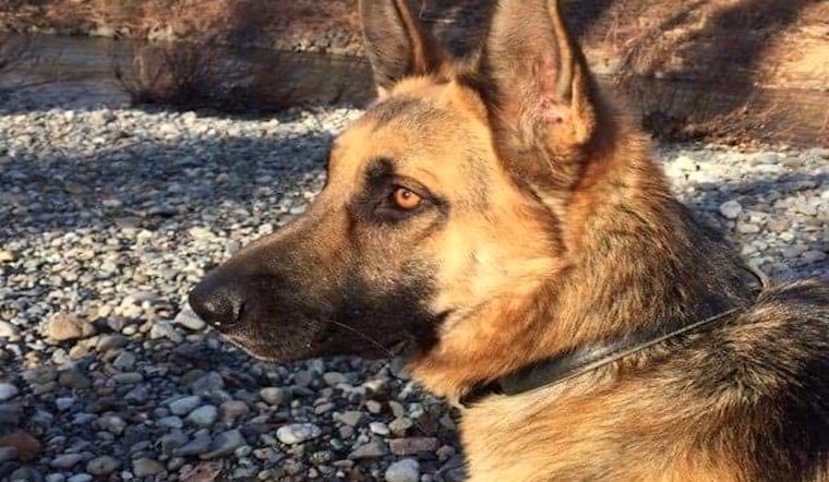 Dogs in Seattle looking for their fur-ever homes