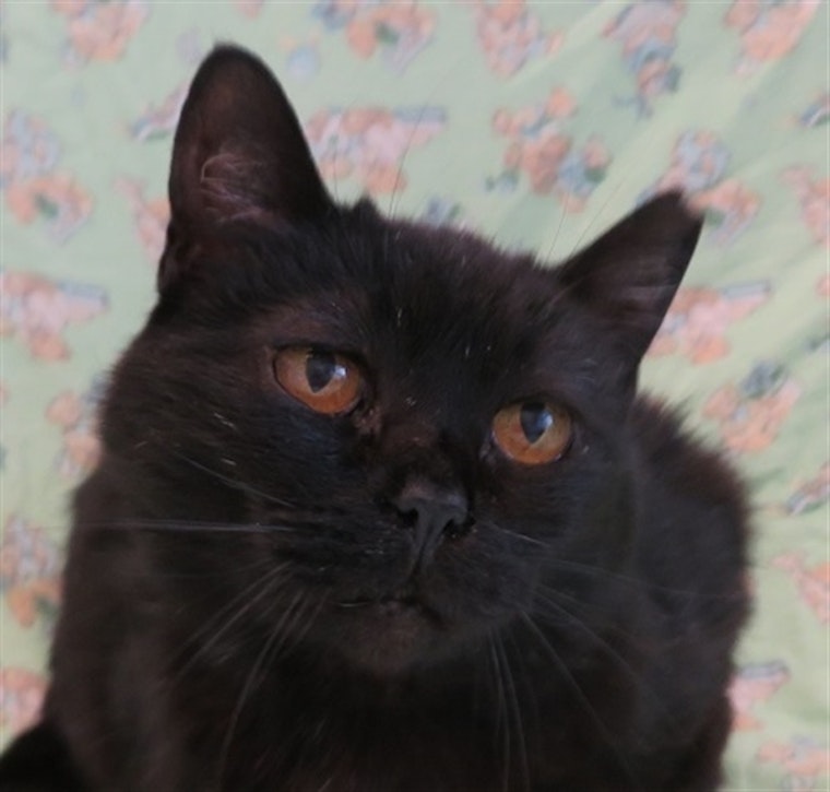 Cats in Detroit looking for their fur-ever homes