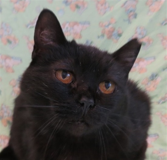 Cats in Detroit looking for their fur-ever homes