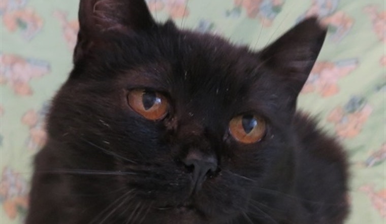 Cats in Detroit looking for their fur-ever homes