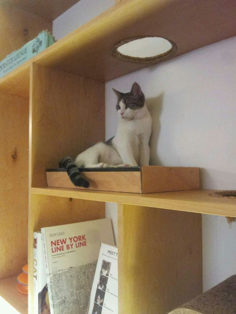 Drink Coffee in a Room Full of Cats