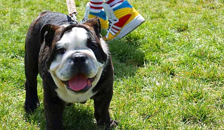 Duboce Park Dogfest 2011: Recap!