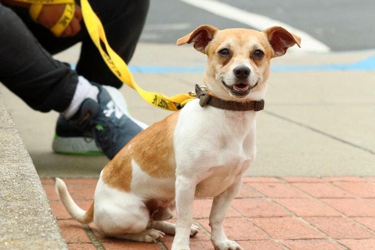 Dogs in San Francisco looking for their fur-ever homes