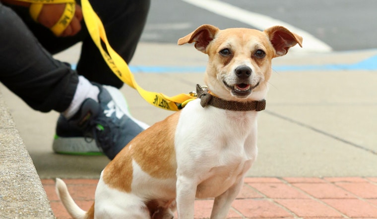 Dogs in San Francisco looking for their fur-ever homes