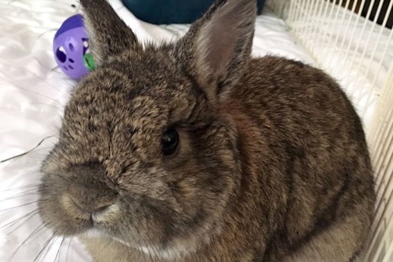 Purr-fect pets for adoption in and around Sacramento