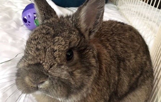 Purr-fect pets for adoption in and around Sacramento