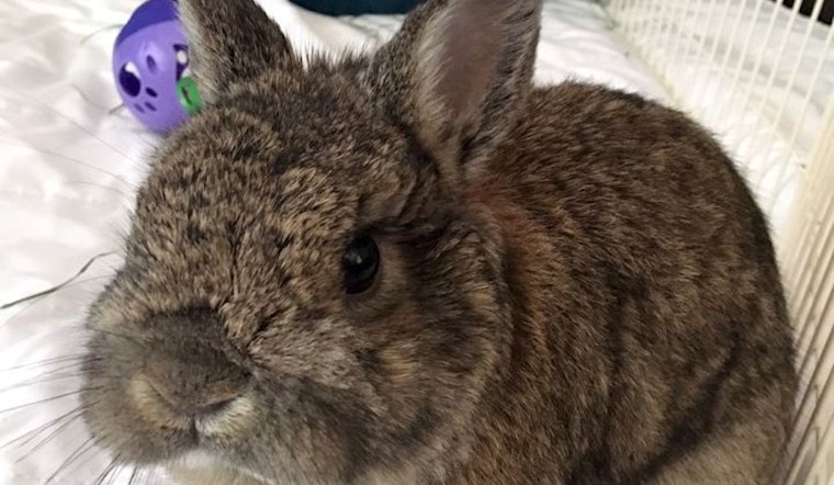 Purr-fect pets for adoption in and around Sacramento