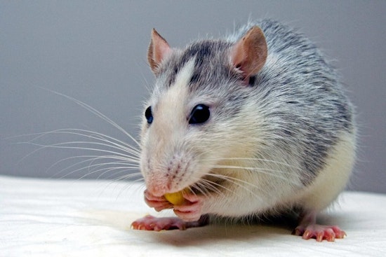 Cincinnati residents report 50 rodent infestations in May
