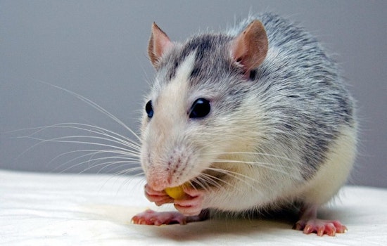 Cincinnati residents report 50 rodent infestations in May