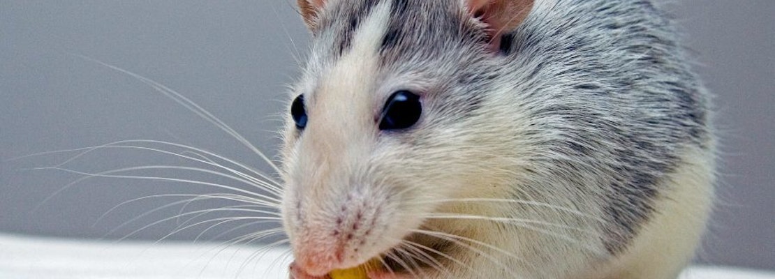Cincinnati residents report 50 rodent infestations in May
