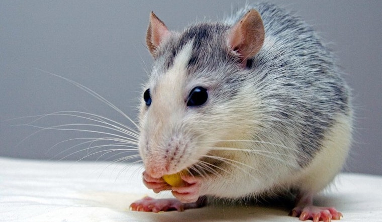 Cincinnati residents report 50 rodent infestations in May