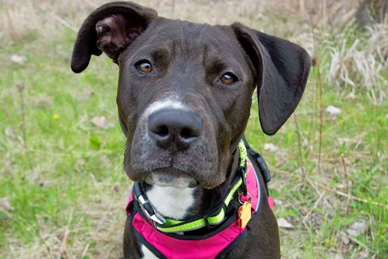 Puppies in Detroit looking for their fur-ever homes
