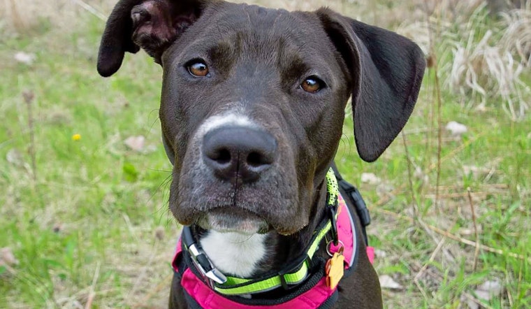 Puppies in Detroit looking for their fur-ever homes