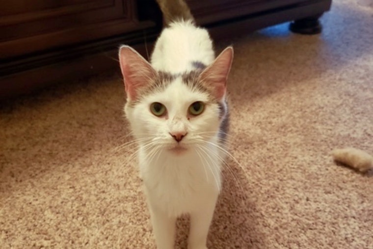 Cats in Cincinnati looking for their fur-ever homes