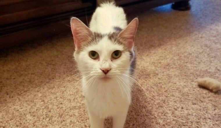 Cats in Cincinnati looking for their fur-ever homes