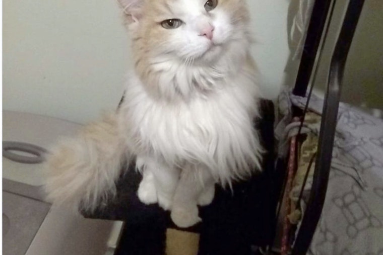 Cats in Louisville looking for their fur-ever homes
