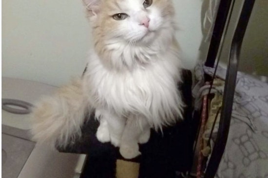Cats in Louisville looking for their fur-ever homes
