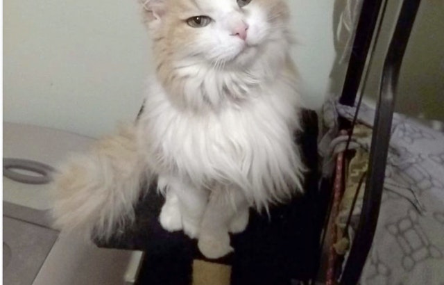 Cats in Louisville looking for their fur-ever homes