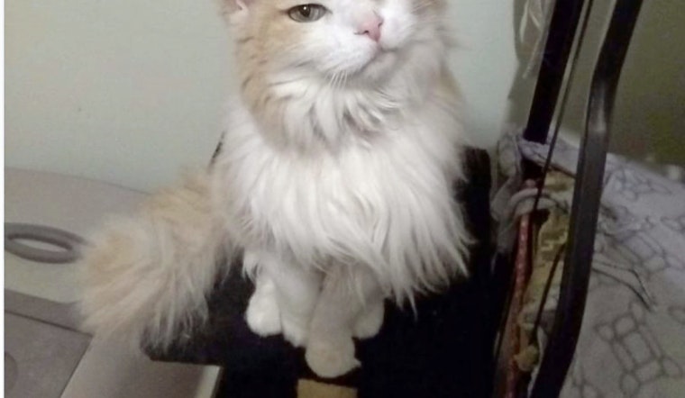 Cats in Louisville looking for their fur-ever homes