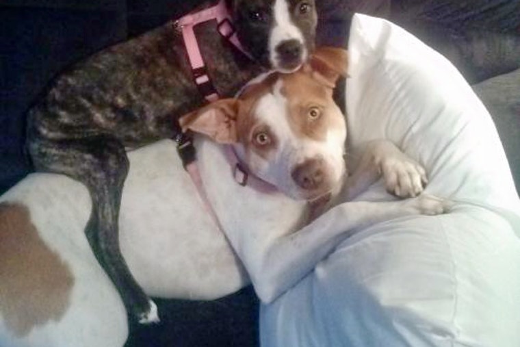 Dogs in Norfolk looking for their fur-ever homes