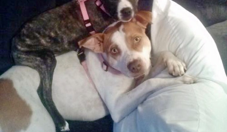 Dogs in Norfolk looking for their fur-ever homes
