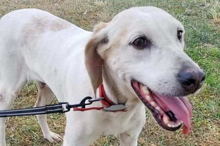 Dogs in Raleigh looking for their fur-ever homes
