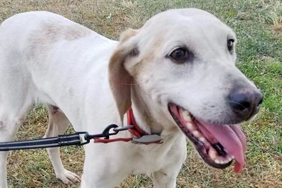 Dogs in Raleigh looking for their fur-ever homes