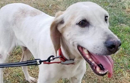 Dogs in Raleigh looking for their fur-ever homes