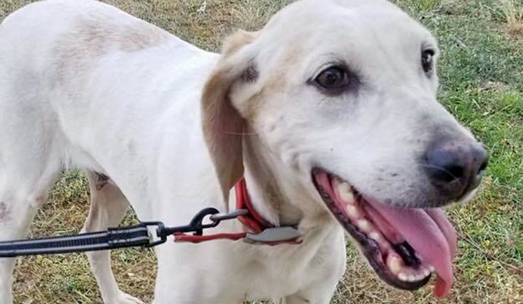 Dogs in Raleigh looking for their fur-ever homes