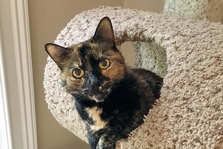 Cats in Durham looking for their fur-ever homes