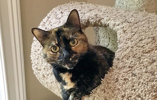 Cats in Durham looking for their fur-ever homes