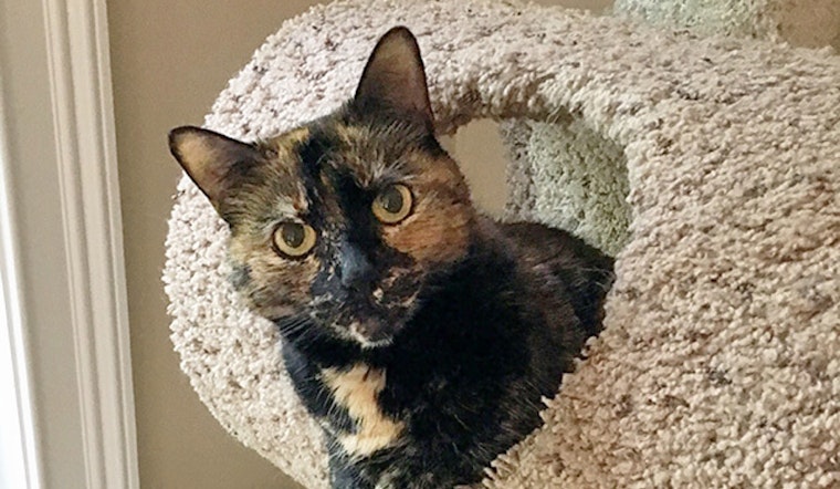 Cats in Durham looking for their fur-ever homes