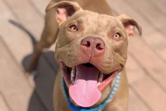 Dogs in Tampa looking for their fur-ever homes