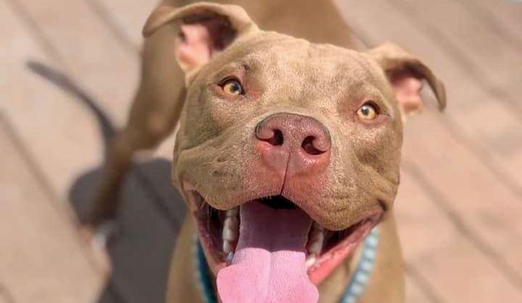 Dogs in Tampa looking for their fur-ever homes