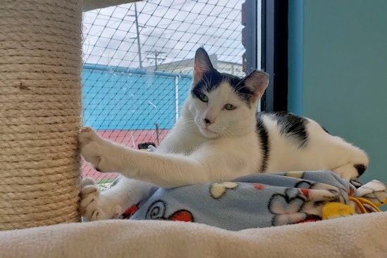 Cats in Indianapolis looking for their fur-ever homes