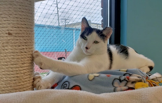 Cats in Indianapolis looking for their fur-ever homes