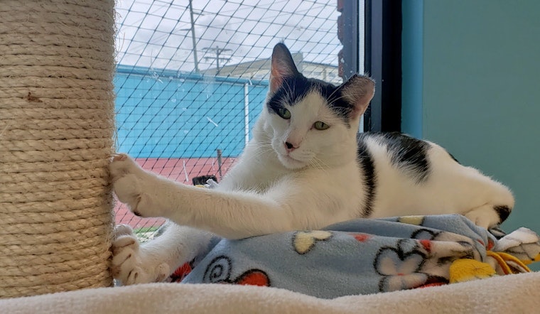 Cats in Indianapolis looking for their fur-ever homes