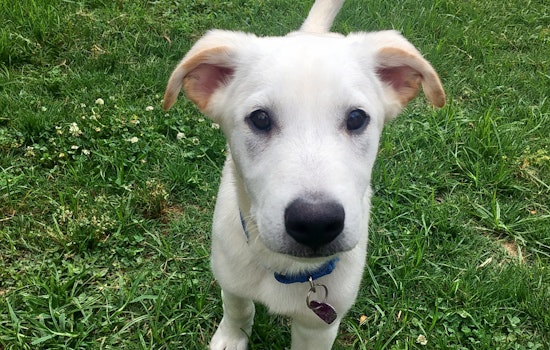 Puppies in Nashville looking for their fur-ever homes