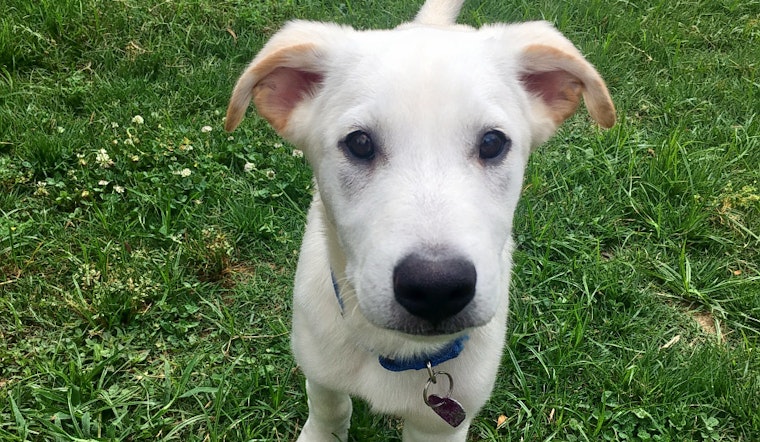 Puppies in Nashville looking for their fur-ever homes