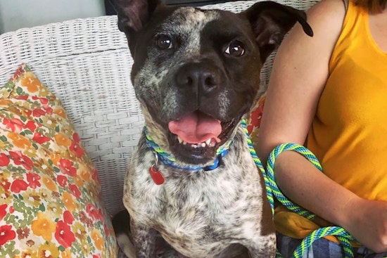 Dogs in Memphis looking for their fur-ever homes