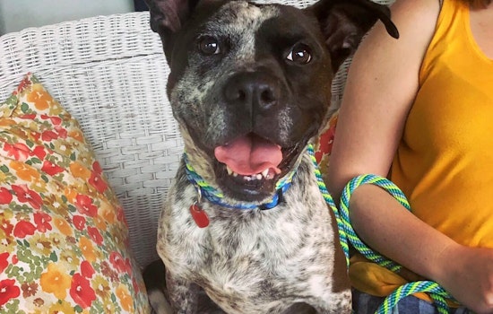 Dogs in Memphis looking for their fur-ever homes