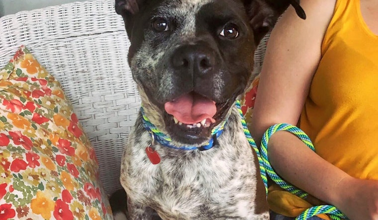 Dogs in Memphis looking for their fur-ever homes