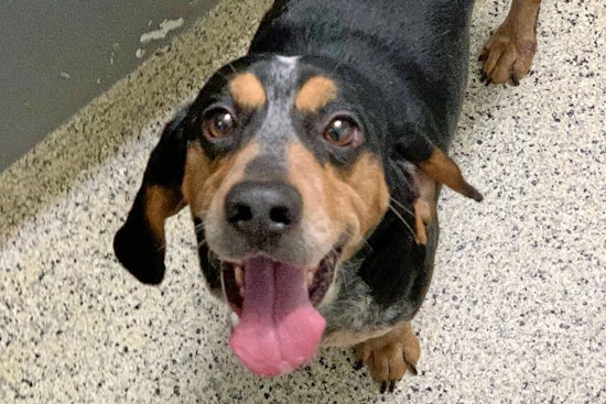 Dogs in St. Louis looking for their fur-ever homes