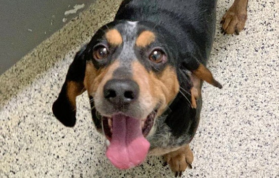 Dogs in St. Louis looking for their fur-ever homes