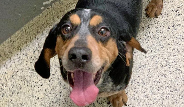 Dogs in St. Louis looking for their fur-ever homes