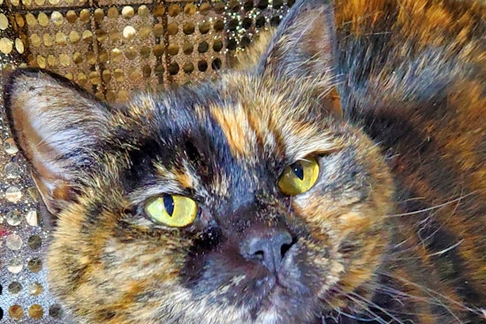 Cats in Kansas City looking for their fur-ever homes