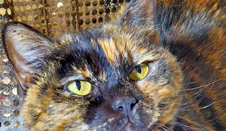 Cats in Kansas City looking for their fur-ever homes